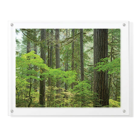 Donald Paulson Limited Edition Ready to Hang Giclee on Clear Acrylic: "Mount Rainier Forest"