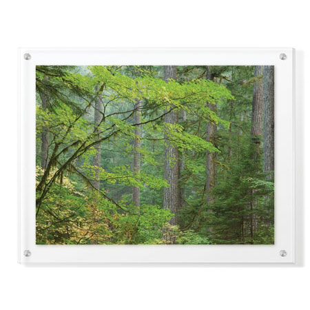 Donald Paulson Limited Edition Ready to Hang Giclee on Clear Acrylic: "Mount Rainier Vine Maple"