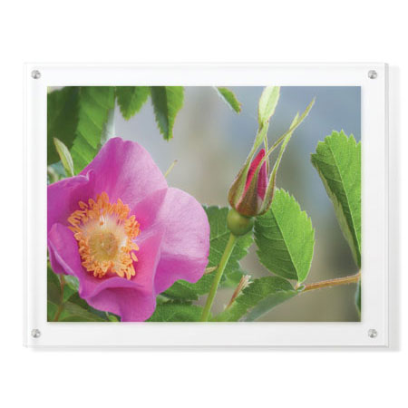 Donald Paulson Limited Edition Ready to Hang Giclee on Clear Acrylic: "Nootka Rose"