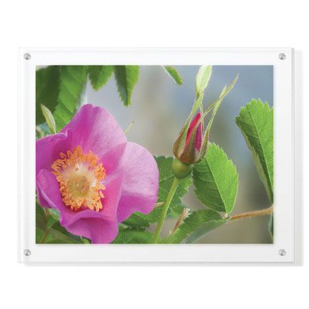 Donald Paulson Limited Edition Ready to Hang Giclee on Clear Acrylic: "Nootka Rose"