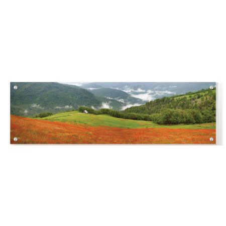 Donald Paulson Limited Edition Ready to Hang Giclee on Clear Acrylic: "Redwood Forest Panorama"