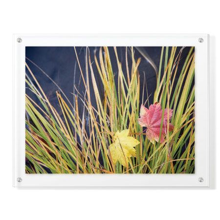 Donald Paulson Limited Edition Ready to Hang Giclee on Clear Acrylic: "Rogue River Leaves"
