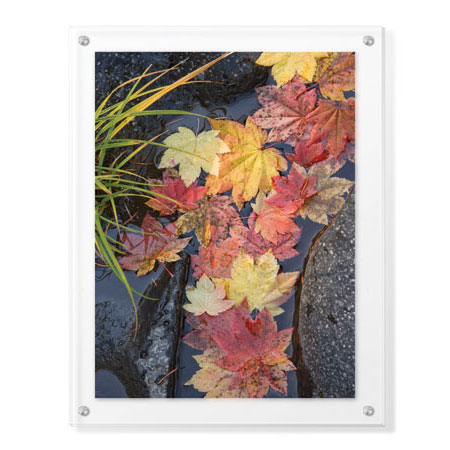 Donald Paulson Limited Edition Ready to Hang Giclee on Clear Acrylic: "Rogue River Vine Maple"