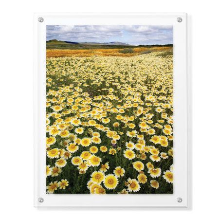 Donald Paulson Limited Edition Ready to Hang Giclee on Clear Acrylic: "Sea of Flowers I"
