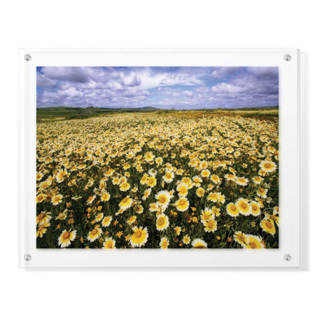 Donald Paulson Limited Edition Ready to Hang Giclee on Clear Acrylic: "Sea of Flowers II"