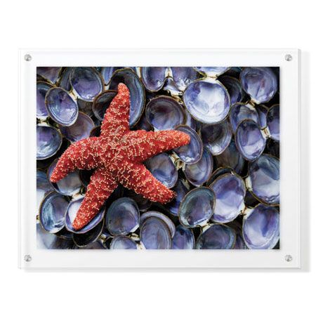 Donald Paulson Limited Edition Ready to Hang Giclee on Clear Acrylic: "Sea Star and Clam Shells"