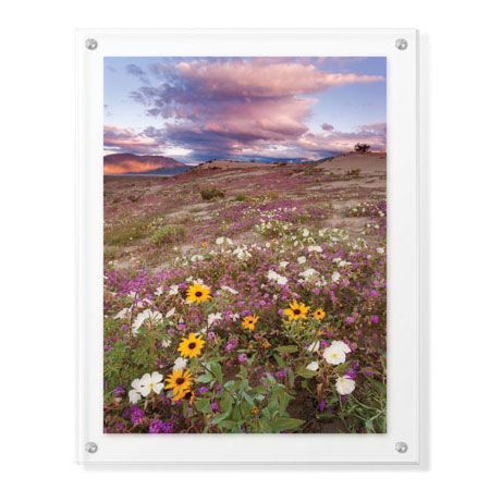 Donald Paulson Limited Edition Ready to Hang Giclee on Clear Acrylic: "Spring Bloom"