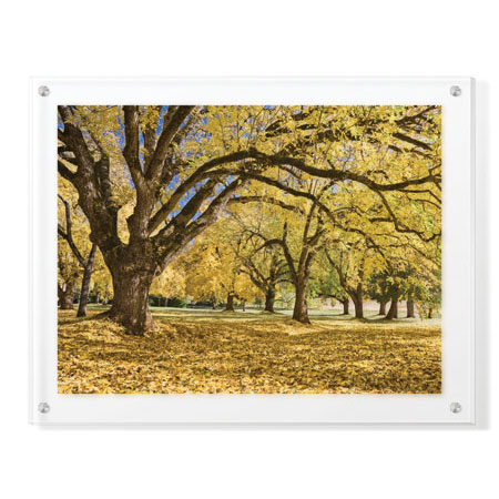 Donald Paulson Limited Edition Ready to Hang Giclee on Clear Acrylic: "Stewart Park Walnut Trees I"