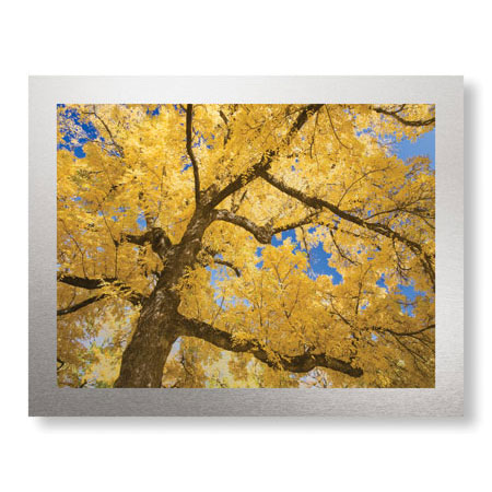 Donald Paulson Limited Edition Ready to Hang Giclee on Clear Acrylic: "Stewart Park Walnut Trees II"