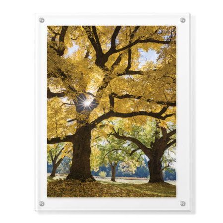 Donald Paulson Limited Edition Ready to Hang Giclee on Clear Acrylic: "Stewart Park Walnut Trees III"