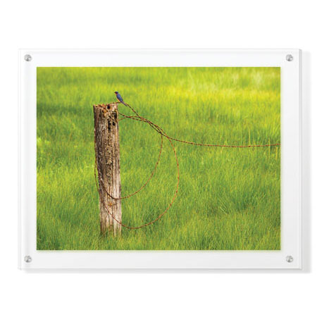 Donald Paulson Limited Edition Ready to Hang Giclee on Clear Acrylic: "Swallow"