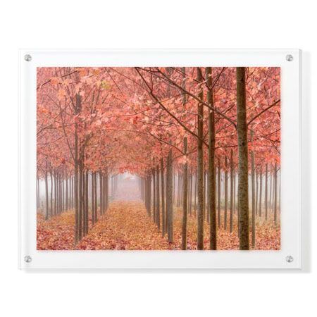 Donald Paulson Limited Edition Ready to Hang Giclee on Clear Acrylic: "Wilamette Valley Maples II"