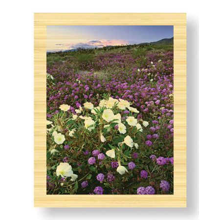 Donald Paulson Limited Edition Ready to Hang Giclee on Sustainable Bamboo: "Anza Flower Meadow II"