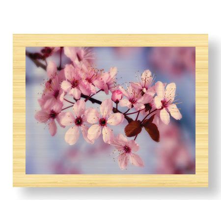 Donald Paulson Limited Edition Ready to Hang Giclee on Sustainable Bamboo: "Cherry Blossoms I"