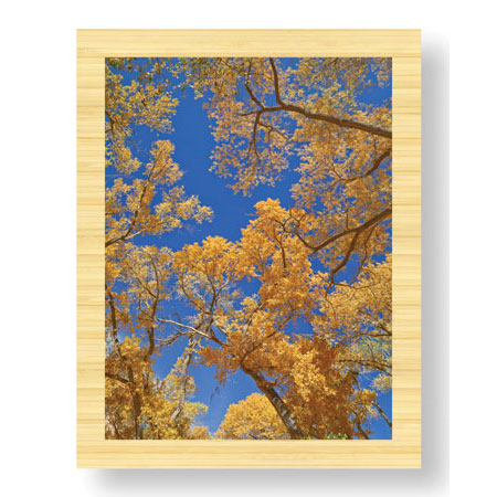 Donald Paulson Limited Edition Ready to Hang Giclee on Sustainable Bamboo: "Cottonwoods in Fall"