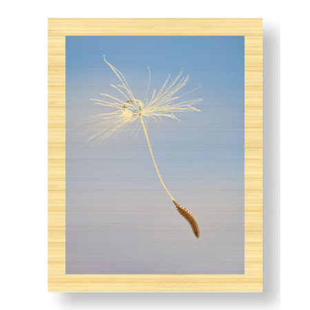 Donald Paulson Limited Edition Ready to Hang Giclee on Sustainable Bamboo: "Dandelion Seeds"