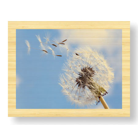 Donald Paulson Limited Edition Ready to Hang Giclee on Sustainable Bamboo: "Dandelion Wishes"
