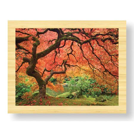 Donald Paulson Limited Edition Ready to Hang Giclee on Sustainable Bamboo: "Japanese Maple Tree"