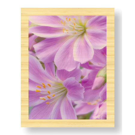 Donald Paulson Limited Edition Ready to Hang Giclee on Sustainable Bamboo: "Lewisia I"