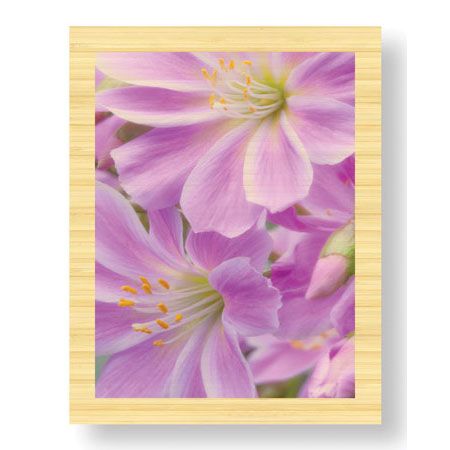 Donald Paulson Limited Edition Ready to Hang Giclee on Sustainable Bamboo: "Lewisia I"