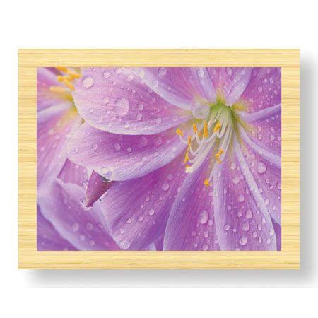 Donald Paulson Limited Edition Ready to Hang Giclee on Sustainable Bamboo: "Lewisia II"