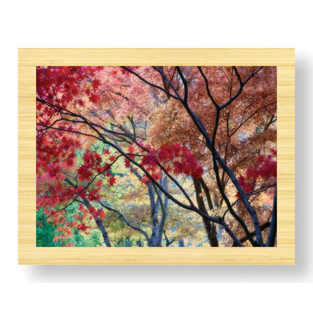 Donald Paulson Limited Edition Ready to Hang Giclee on Sustainable Bamboo: "Lithia Park Fall Color II"