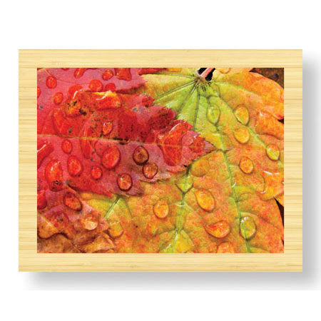Donald Paulson Limited Edition Ready to Hang Giclee on Sustainable Bamboo: "Maple and Dew II"