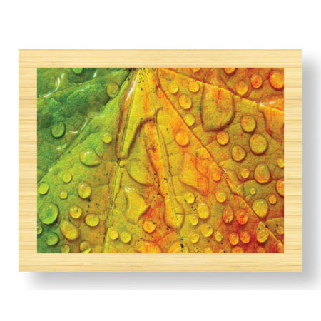 Donald Paulson Limited Edition Ready to Hang Giclee on Sustainable Bamboo: "Maple and Dew III"