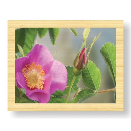 Donald Paulson Limited Edition Ready to Hang Giclee on Sustainable Bamboo: "Nootka Rose"