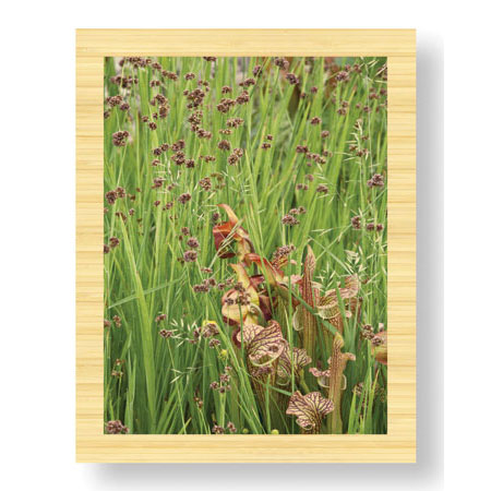 Donald Paulson Limited Edition Ready to Hang Giclee on Sustainable Bamboo: "Oregon Gardens"