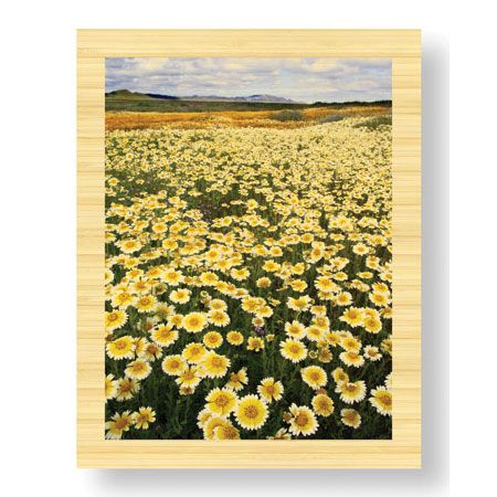 Donald Paulson Limited Edition Ready to Hang Giclee on Sustainable Bamboo: "Sea of Flowers I"