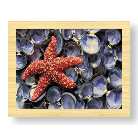 Donald Paulson Limited Edition Ready to Hang Giclee on Sustainable Bamboo: "Sea Star and Clam Shells"