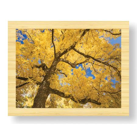 Donald Paulson Limited Edition Ready to Hang Giclee on Sustainable Bamboo: "Stewart Park Walnut Trees II"