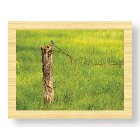 Donald Paulson Limited Edition Ready to Hang Giclee on Sustainable Bamboo: "Swallow"