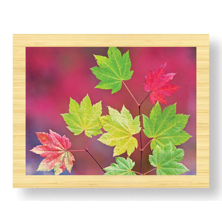 Donald Paulson Limited Edition Ready to Hang Giclee on Sustainable Bamboo: "Vine Maple Leaves"