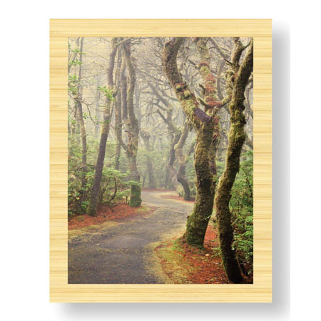 Donald Paulson Limited Edition Ready to Hang Giclee on Sustainable Bamboo: "Washburne State Park II"