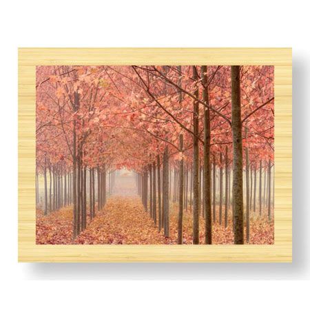 Donald Paulson Limited Edition Ready to Hang Giclee on Sustainable Bamboo: "Wilamette Valley Maples II"