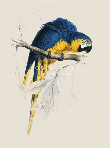 Edward Lear Hand Numbered Limited Edition Print on Paper :"Blue and Yellow Macaw"