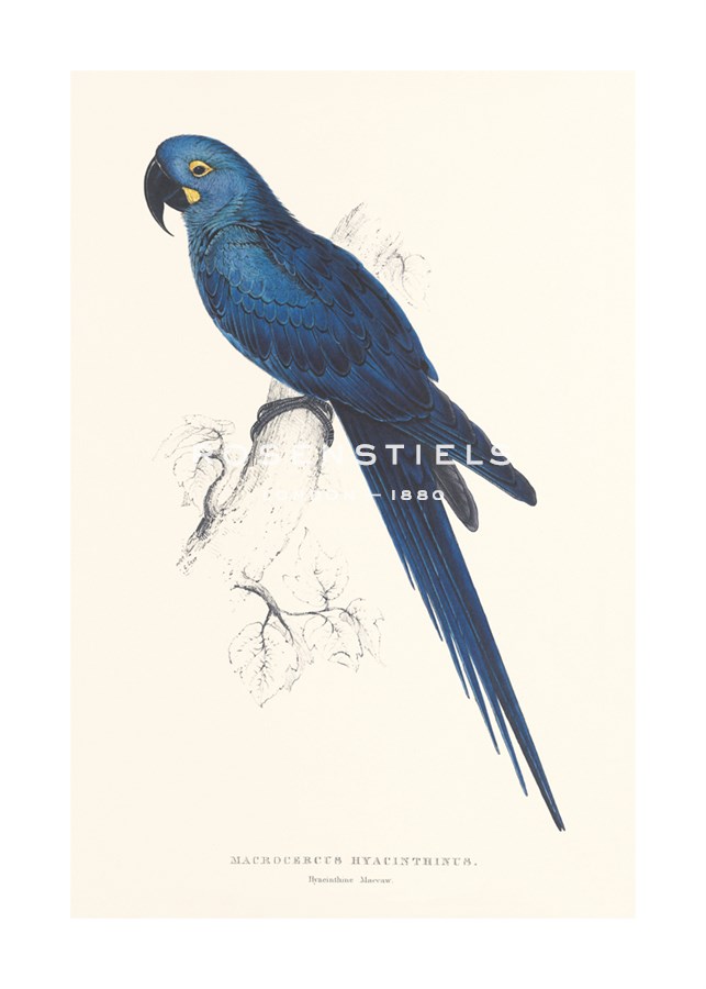 Edward Lear Hand Numbered Limited Edition Print on Paper :"Hyacinthine Parakeet"