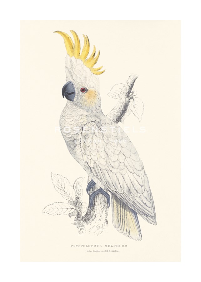 Edward Lear Hand Numbered Limited Edition Print on Paper :"Lesser Sulphur-Crested Cockatoo"