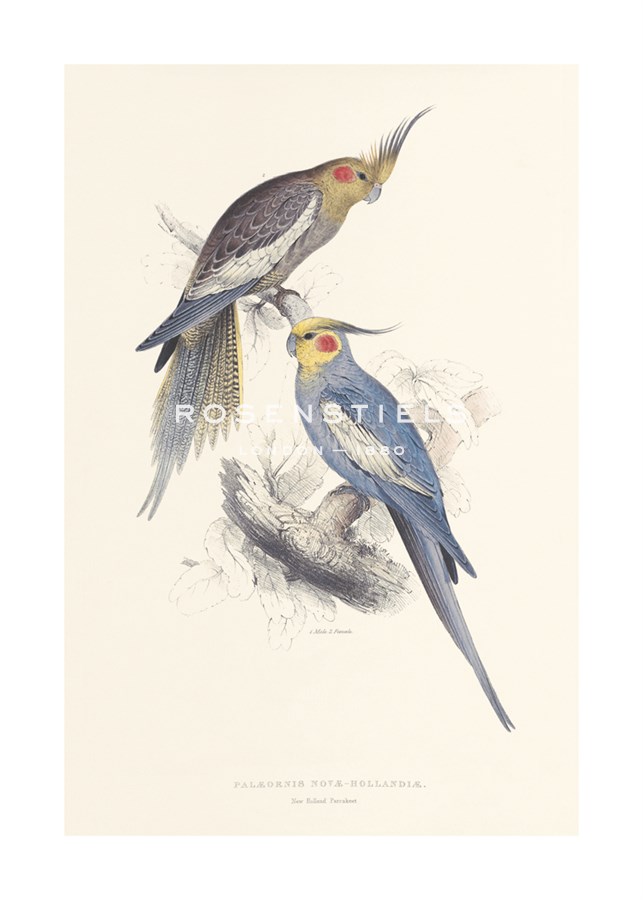 Edward Lear Hand Numbered Limited Edition Print on Paper :"New Holland Parakeet"