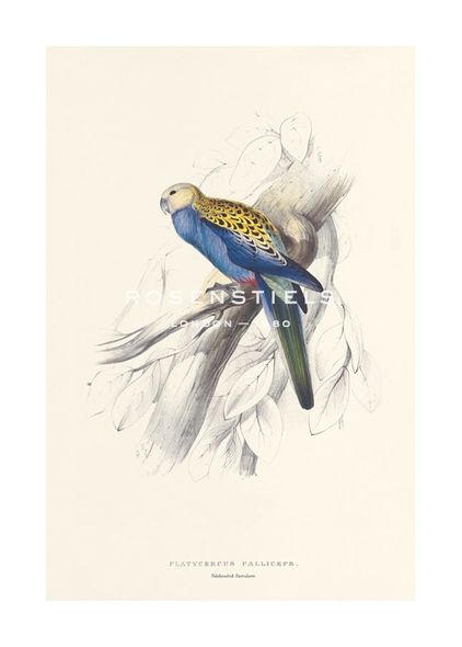 Edward Lear Hand Numbered Limited Edition Print on Paper :"Pale Headed Parakeet"