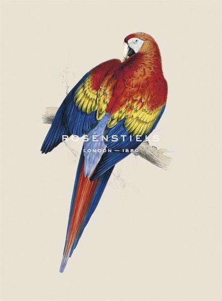 Edward Lear Hand Numbered Limited Edition Print on Paper :"Red and Yellow Macaw"