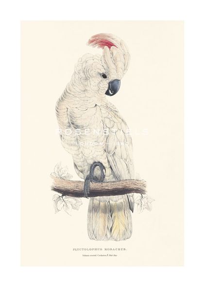 Edward Lear Hand Numbered Limited Edition Print on Paper :"Salmon-Crested Cockatoo"