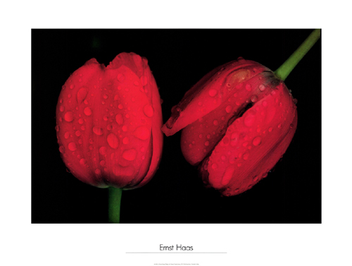 Ernst Haas Fine Art Print:"Tulips, Japan, 1980"