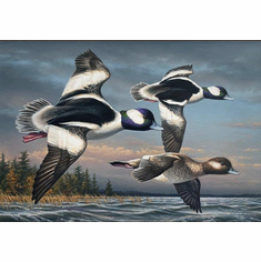 Federal Duck Stamp Limited Edition PRINT 2026-27 by James Hautman:"Bufflehead Ducks"