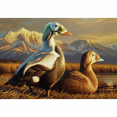 Federal Duck Stamp Limited Edition PRINT 2025-26 by Adam Grimm:"Spectacled Eiders"