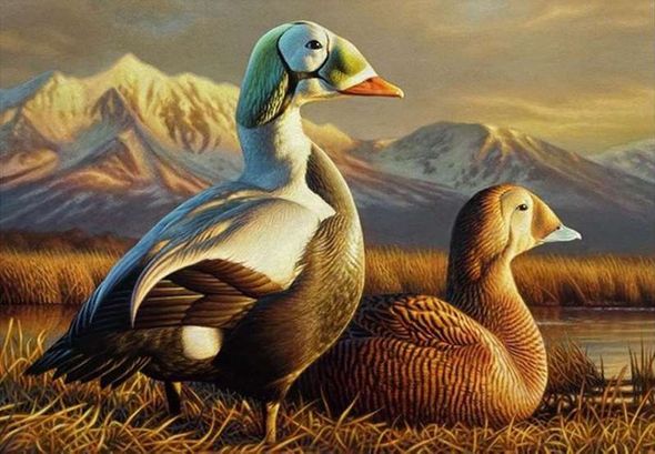 Federal Duck Stamp Limited Edition PRINT 2025-26 by Adam Grimm:"Spectacled Eiders"