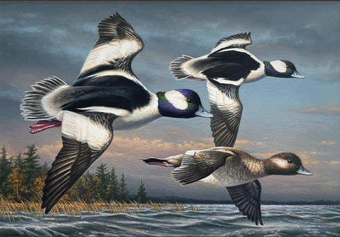 Federal Duck Stamp Limited Edition PRINT 2026-27 by James Hautman:"Bufflehead Ducks" Federal Duck Stamp Limited Edition PRINT 2026-27 by James Hautman:"Bufflehead Ducks"