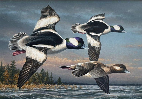 Federal Duck Stamp Limited Edition PRINT 2026-27 by James Hautman:"Bufflehead Ducks"